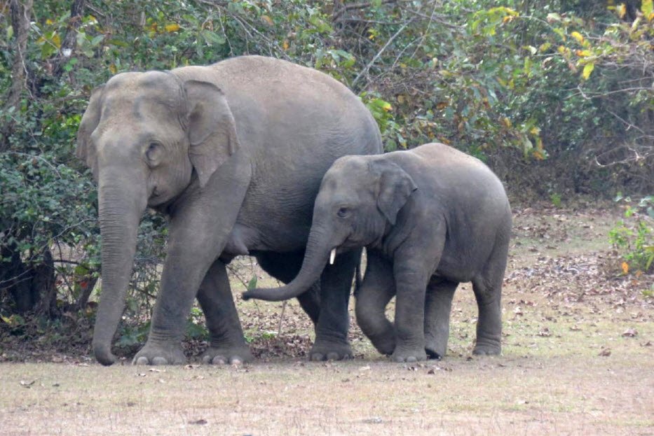 Malai Mahadeshwara Wildlife Sanctuary, Chamarajanagar, Karnataka - Vushii.com
